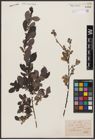 Foto von Salix aurita L.